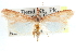  ( - CCDB-28972-D11)  @11 [ ] CreativeCommons - Attribution (2016) CBG Photography Group Centre for Biodiversity Genomics