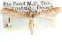  ( - CCDB-28972-D12)  @11 [ ] CreativeCommons - Attribution (2016) CBG Photography Group Centre for Biodiversity Genomics