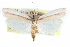  (Peoria santaritella - CCDB-28972-E05)  @15 [ ] CreativeCommons - Attribution (2016) CBG Photography Group Centre for Biodiversity Genomics