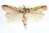  ( - CCDB-28972-F01)  @11 [ ] CreativeCommons - Attribution (2016) CBG Photography Group Centre for Biodiversity Genomics