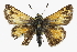  ( - CCDB-28973-A02)  @13 [ ] CreativeCommons - Attribution (2016) CBG Photography Group Centre for Biodiversity Genomics