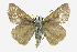  ( - CCDB-28973-B03)  @14 [ ] CreativeCommons - Attribution (2016) CBG Photography Group Centre for Biodiversity Genomics