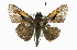 ( - CCDB-28973-B09)  @13 [ ] CreativeCommons - Attribution (2016) CBG Photography Group Centre for Biodiversity Genomics
