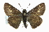  ( - CCDB-28973-C01)  @14 [ ] CreativeCommons - Attribution (2016) CBG Photography Group Centre for Biodiversity Genomics