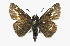  ( - CCDB-28973-C02)  @14 [ ] CreativeCommons - Attribution (2016) CBG Photography Group Centre for Biodiversity Genomics