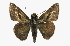  ( - CCDB-28973-C04)  @13 [ ] CreativeCommons - Attribution (2016) CBG Photography Group Centre for Biodiversity Genomics
