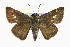  ( - CCDB-28973-C07_NGS)  @14 [ ] CreativeCommons - Attribution (2016) Jacopo DErcole Centre for Biodiversity Genomics