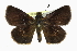  ( - CCDB-28973-F05)  @14 [ ] CreativeCommons - Attribution (2016) CBG Photography Group Centre for Biodiversity Genomics