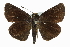  ( - CCDB-28973-F07)  @11 [ ] CreativeCommons - Attribution (2016) CBG Photography Group Centre for Biodiversity Genomics