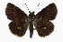  ( - CCDB-28973-F10_NGS)  @11 [ ] CreativeCommons - Attribution (2016) Jacopo DErcole Centre for Biodiversity Genomics