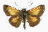  ( - CCDB-28973-F11)  @14 [ ] CreativeCommons - Attribution (2016) CBG Photography Group Centre for Biodiversity Genomics