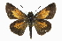  ( - CCDB-28973-G01)  @15 [ ] CreativeCommons - Attribution (2016) CBG Photography Group Centre for Biodiversity Genomics