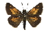  (Poanes - CCDB-28973-G02)  @15 [ ] CreativeCommons - Attribution (2016) CBG Photography Group Centre for Biodiversity Genomics