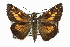  (Poanes yehl - CCDB-28973-G04)  @15 [ ] CreativeCommons - Attribution (2016) CBG Photography Group Centre for Biodiversity Genomics