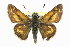  ( - CCDB-28973-G06)  @15 [ ] CreativeCommons - Attribution (2016) CBG Photography Group Centre for Biodiversity Genomics