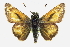  ( - CCDB-28973-G07)  @15 [ ] CreativeCommons - Attribution (2016) CBG Photography Group Centre for Biodiversity Genomics