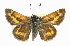  ( - CCDB-28973-G09)  @11 [ ] CreativeCommons - Attribution (2016) CBG Photography Group Centre for Biodiversity Genomics