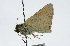  ( - CCDB-28973-G10)  @13 [ ] CreativeCommons - Attribution (2016) CBG Photography Group Centre for Biodiversity Genomics