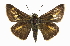  ( - CCDB-28973-G12)  @13 [ ] CreativeCommons - Attribution (2016) CBG Photography Group Centre for Biodiversity Genomics