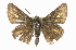  ( - CCDB-28973-H02)  @12 [ ] CreativeCommons - Attribution (2016) CBG Photography Group Centre for Biodiversity Genomics