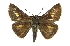  ( - CCDB-28973-H03)  @15 [ ] CreativeCommons - Attribution (2016) CBG Photography Group Centre for Biodiversity Genomics