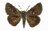  (Euphyes dukesi - CCDB-28973-H05)  @15 [ ] CreativeCommons - Attribution (2016) CBG Photography Group Centre for Biodiversity Genomics