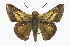  (Euphyes arpa - CCDB-28973-H07)  @15 [ ] CreativeCommons - Attribution (2016) CBG Photography Group Centre for Biodiversity Genomics