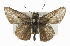  ( - CCDB-28974-A01)  @14 [ ] CreativeCommons - Attribution (2016) CBG Photography Group Centre for Biodiversity Genomics