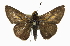  ( - CCDB-28974-A02)  @11 [ ] CreativeCommons - Attribution (2016) CBG Photography Group Centre for Biodiversity Genomics