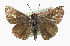  ( - CCDB-28974-A04)  @14 [ ] CreativeCommons - Attribution (2016) CBG Photography Group Centre for Biodiversity Genomics