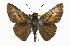  ( - CCDB-28974-A05_NGS)  @11 [ ] CreativeCommons - Attribution (2016) Jacopo DErcole Centre for Biodiversity Genomics
