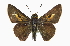  ( - CCDB-28974-A06_NGS)  @11 [ ] CreativeCommons - Attribution (2016) Jacopo DErcole Centre for Biodiversity Genomics