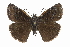  ( - CCDB-28974-B08)  @14 [ ] CreativeCommons - Attribution (2016) CBG Photography Group Centre for Biodiversity Genomics