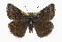  ( - CCDB-28974-B09)  @14 [ ] CreativeCommons - Attribution (2016) CBG Photography Group Centre for Biodiversity Genomics