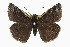  ( - CCDB-28974-B11)  @14 [ ] CreativeCommons - Attribution (2016) CBG Photography Group Centre for Biodiversity Genomics