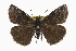  ( - CCDB-28974-B12)  @14 [ ] CreativeCommons - Attribution (2016) CBG Photography Group Centre for Biodiversity Genomics