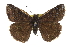  ( - CCDB-28974-C02)  @14 [ ] CreativeCommons - Attribution (2016) CBG Photography Group Centre for Biodiversity Genomics