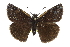  ( - CCDB-28974-C03)  @14 [ ] CreativeCommons - Attribution (2016) CBG Photography Group Centre for Biodiversity Genomics