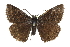  (Erynnis somnus - CCDB-28974-C04)  @14 [ ] CreativeCommons - Attribution (2016) CBG Photography Group Centre for Biodiversity Genomics