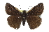  ( - CCDB-28974-C05)  @14 [ ] CreativeCommons - Attribution (2016) CBG Photography Group Centre for Biodiversity Genomics