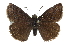  ( - CCDB-28974-C06)  @14 [ ] CreativeCommons - Attribution (2016) CBG Photography Group Centre for Biodiversity Genomics