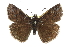  ( - CCDB-28974-C07)  @14 [ ] CreativeCommons - Attribution (2016) CBG Photography Group Centre for Biodiversity Genomics