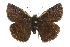  ( - CCDB-28974-C08)  @14 [ ] CreativeCommons - Attribution (2016) CBG Photography Group Centre for Biodiversity Genomics