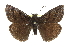  ( - CCDB-28974-C09)  @14 [ ] CreativeCommons - Attribution (2016) CBG Photography Group Centre for Biodiversity Genomics