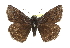  ( - CCDB-28974-C10)  @14 [ ] CreativeCommons - Attribution (2016) CBG Photography Group Centre for Biodiversity Genomics