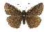  ( - CCDB-28974-C11)  @15 [ ] CreativeCommons - Attribution (2016) CBG Photography Group Centre for Biodiversity Genomics