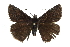  ( - CCDB-28974-C12)  @13 [ ] CreativeCommons - Attribution (2016) CBG Photography Group Centre for Biodiversity Genomics