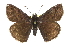  ( - CCDB-28974-D01)  @14 [ ] CreativeCommons - Attribution (2016) CBG Photography Group Centre for Biodiversity Genomics
