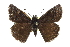  ( - CCDB-28974-D02)  @14 [ ] CreativeCommons - Attribution (2016) CBG Photography Group Centre for Biodiversity Genomics