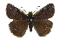  ( - CCDB-28974-D03)  @14 [ ] CreativeCommons - Attribution (2016) CBG Photography Group Centre for Biodiversity Genomics